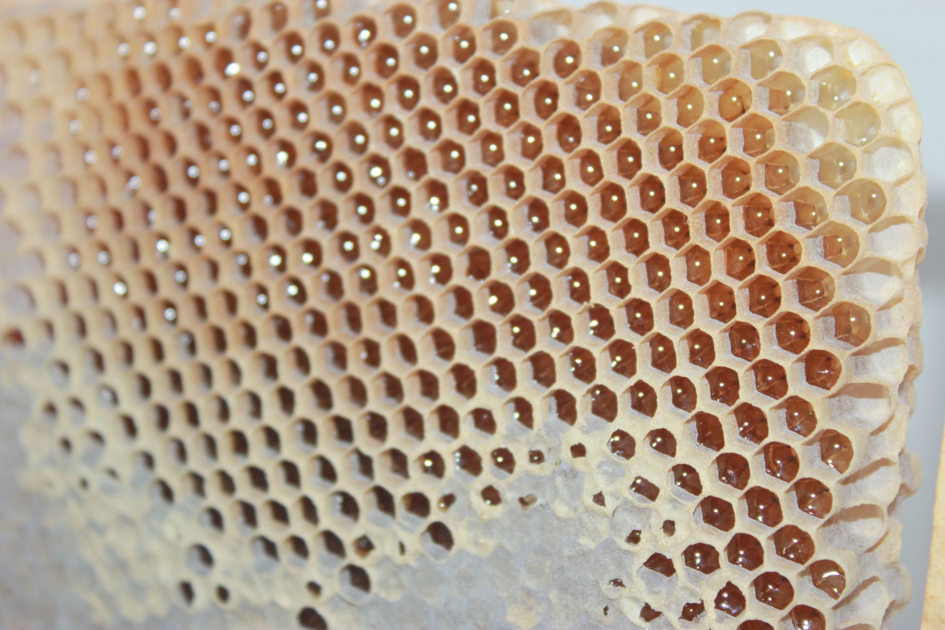 Erzincan Karakovan Çıtalı Bal Uşak Yörem